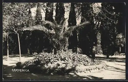 AK Crikvenica, Partie im Palmengarten