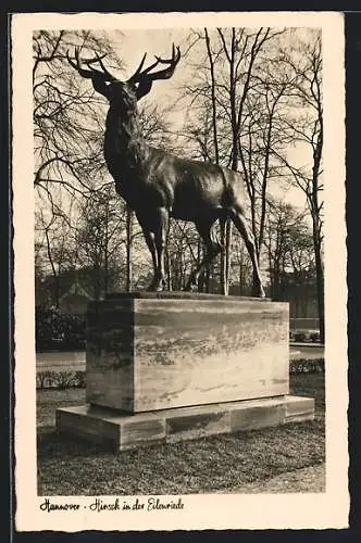 AK Hannover, Hirsch in der Eilenriede