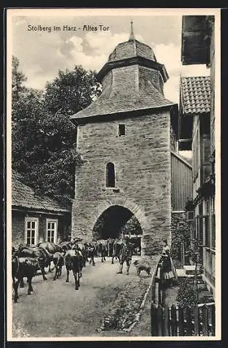 AK Stolberg im Harz, Altes Tor mit Rinderherde