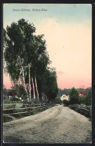 AK Briese-Kolonie, Birken-Allee