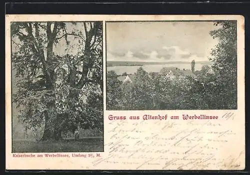 AK Altenhof am Werbellinsee, Teilansicht und Kaiserbuche