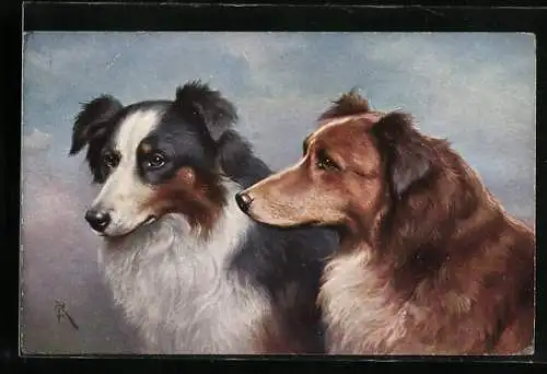 Künstler-AK Carl Reichert: Colleys, Schottische Schäferhunde