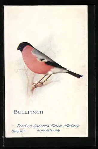 AK Bullfinch, Gimpel auf einem Ast