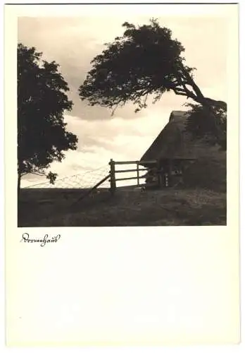 8 Fotografien Fritz Wegscheider, Ahrenshoop, Ansicht Ahrenshoop, Windflüchter, Hohes Ufer, Dornenhaus, Brandung u.a.