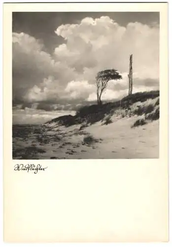 8 Fotografien Fritz Wegscheider, Ahrenshoop, Ansicht Ahrenshoop, Windflüchter, Hohes Ufer, Dornenhaus, Brandung u.a.