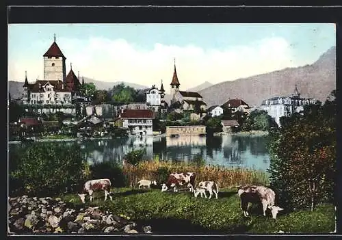 AK Spiez am Thunersee, Teilansicht mit Kühen am See