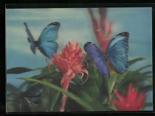 3D-AK Schmetterlinge beim anfliegen einer Blume