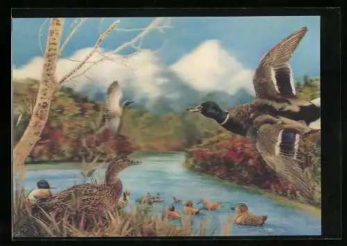 3D-AK Wildenten an einem Fluss