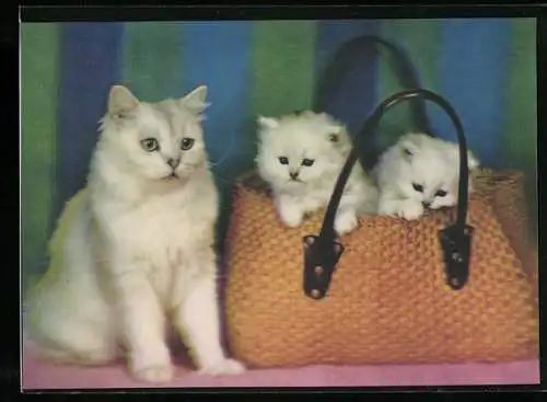 3D-AK Katze mit zwei Kätzchen in einer Tasche