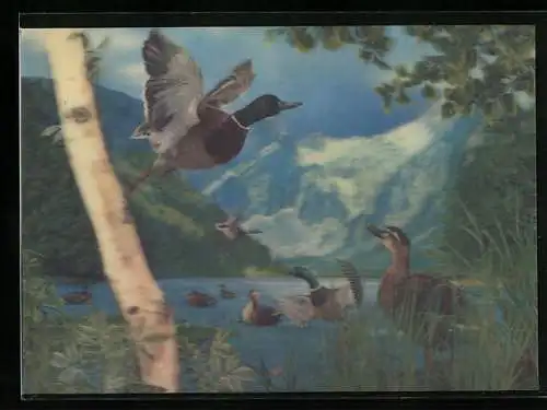 3D-AK Wilde Enten an einem Gewässer