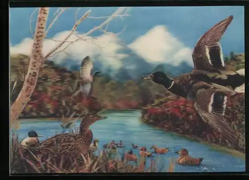 3D-AK Wildenten an einem Fluss