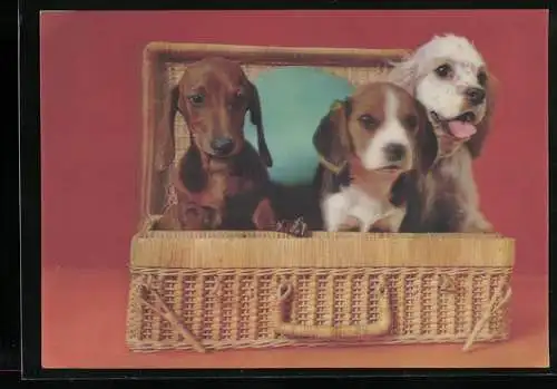 3D-AK Three Dogs in Basket