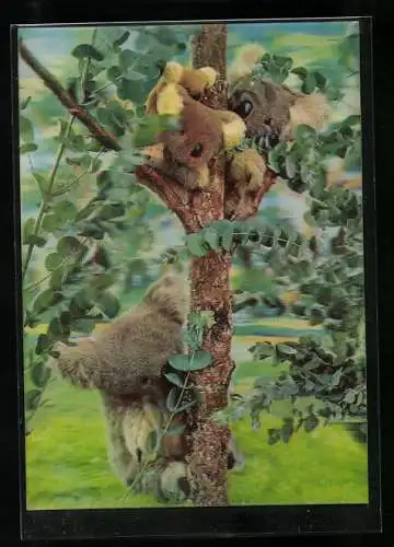 3D-AK Koalas sitzen im Eukalyptusbaum