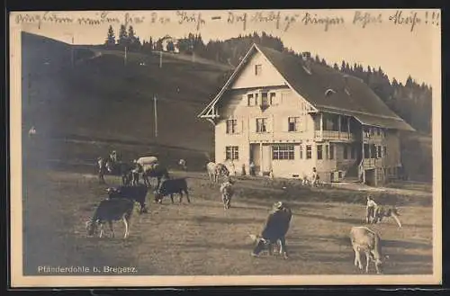 AK Bregenz, Pfänderdohle, Partie mit Gasthaus und weidenden Kühen
