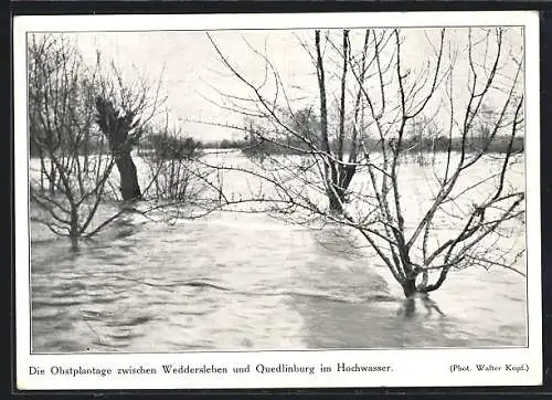 AK Weddersleben, Die Obstplantage zwischen Weddersleben u. Quedlinburg im Hochwasser 1925