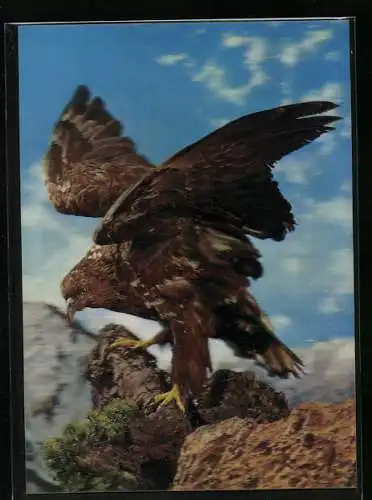 3D-AK Greifvogel im Hochgebirge