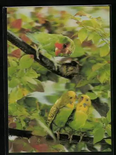 3D-AK Wellensittiche und Papagei in einem Baum