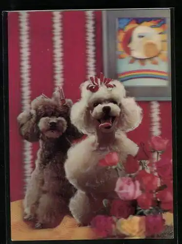3D-AK Poodles, Pudel