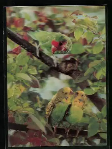3D-AK Drei Papagaien auf einem Baumast