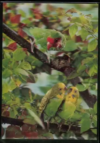 3D-AK Drei Papagaien auf einem Baumast
