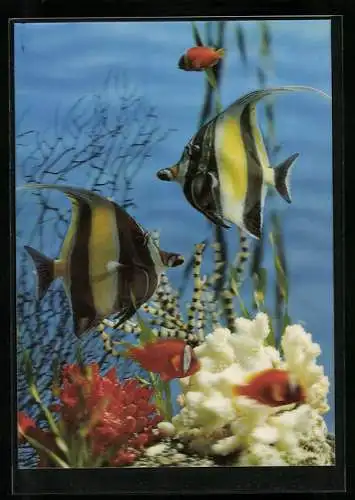 3D-AK Fische im Aquarium