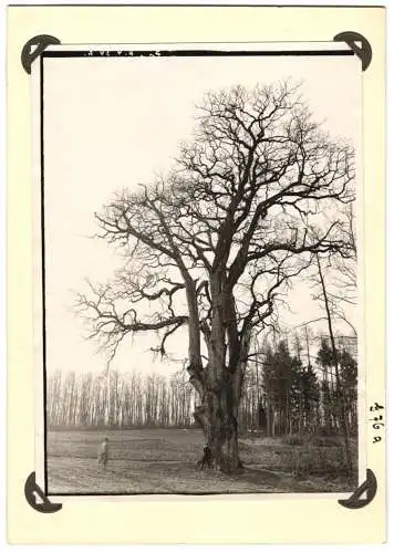 16 Fotografien unbekannter Fotograf, Ansicht Bercastel-Cues, Biologische Reichsanstalt für Land - und Forstwirtschaft