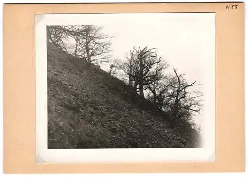 16 Fotografien unbekannter Fotograf, Ansicht Bercastel-Cues, Biologische Reichsanstalt für Land - und Forstwirtschaft