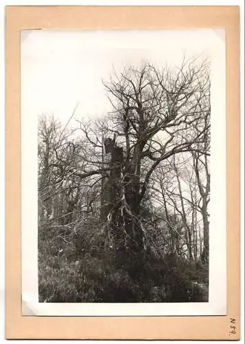 16 Fotografien unbekannter Fotograf, Ansicht Bercastel-Cues, Biologische Reichsanstalt für Land - und Forstwirtschaft