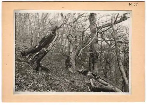 16 Fotografien unbekannter Fotograf, Ansicht Bercastel-Cues, Biologische Reichsanstalt für Land - und Forstwirtschaft