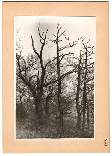 16 Fotografien unbekannter Fotograf, Ansicht Bercastel-Cues, Biologische Reichsanstalt für Land - und Forstwirtschaft