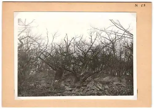 16 Fotografien unbekannter Fotograf, Ansicht Bercastel-Cues, Biologische Reichsanstalt für Land - und Forstwirtschaft