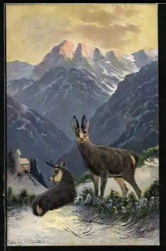 Künstler-AK M. Müller jun.: Gemsen beim Wiederkäuen