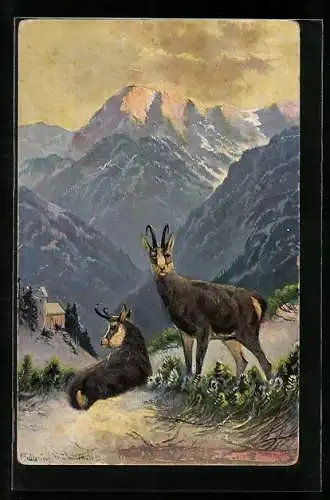 Künstler-AK M. Müller jun.: Gemsen beim Wiederkäuen