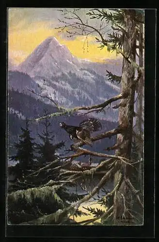 Künstler-AK Alfred Schönian: Auerhahn auf einem Ast