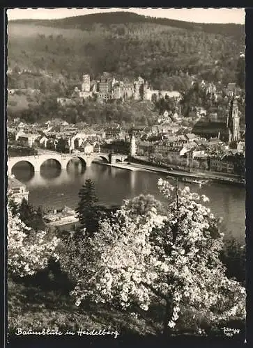 AK Heidelberg / Neckar, Ortsansicht mit Brücke und Baumblüte