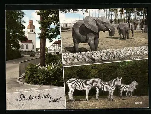 AK Stukenbrock /Westfalen, St. Johannes Kirche, Elefanten und Zebras im Zoo