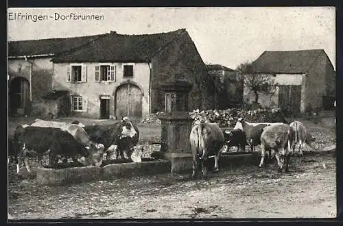 AK Eifringen, Kühe am Dorfbrunnen