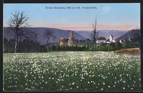 AK Zavelstein, Krokusblüte mit Ruine und Ort