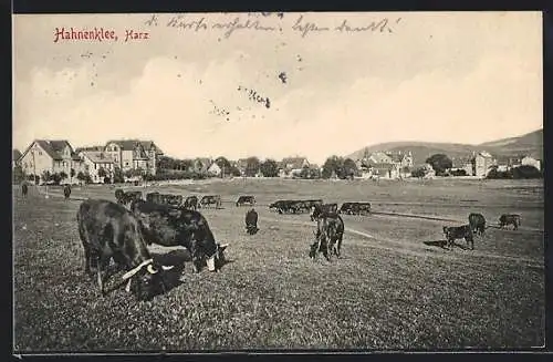 AK Hahnenklee /Harz, Ortspartie mit weidenden Rindern