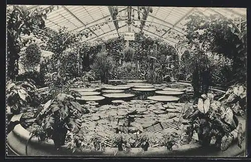 AK Frankfurt-Westend, Palmengarten, Im Victoria Regia Haus
