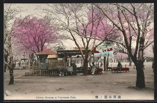 AK Yokohama, Cherry Blossom at Park