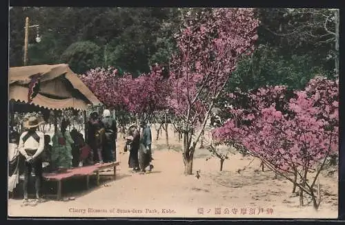 AK Kobe, Cherry Blossom of Suma-dera Park