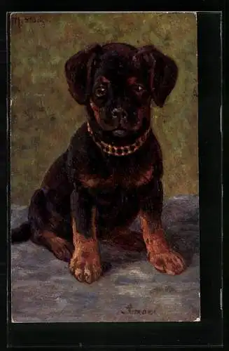 AK Junger Hund mit Halsband, Portrait