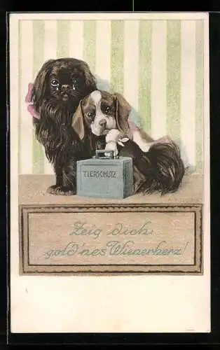 AK Wien, Tierschutzverein, Schulhof 6, Weinende Hunde bitten um Mitleid