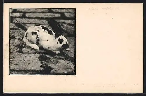 AK Weisses Kaninchen mit schwarzen Flecken auf steinernem Boden