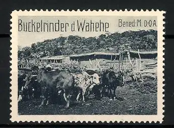 Reklamemarke Deutsch-Ostafrika, Benedikt.-Mission, Buckelrinder d. Wahehe