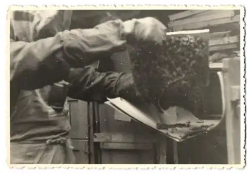 7 Fotografien Imker in Schutzkleidung bei der Arbeit und beim sprühen von Schutzmitteln, Bienenstock, Beekeeper