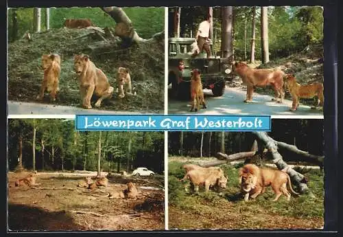 AK Gelsenkirchen-Buer, Löwenpark Graf Westerholt