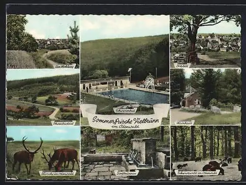 AK Vielbrunn im Odenwald, Schwimmbad, Hainhaus, Dorfbrunnen, Schwarzwild im Odenwald