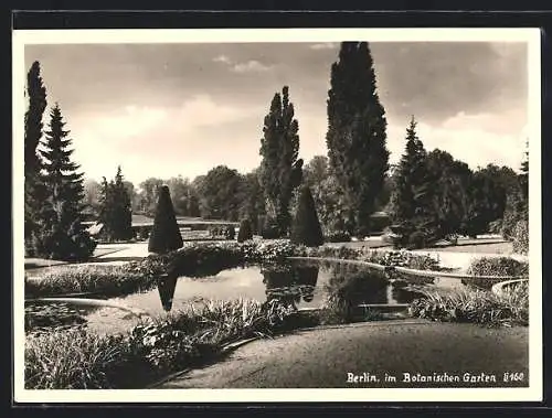 AK Berlin-Dahlem, Teich im Botanischen Garten